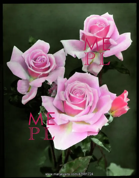 : Three pink roses : Three pink roses