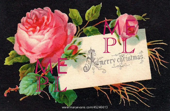  : Pink roses on a Christmas card