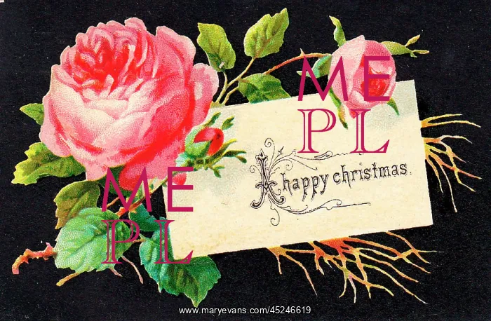  : Pink roses on a Christmas card