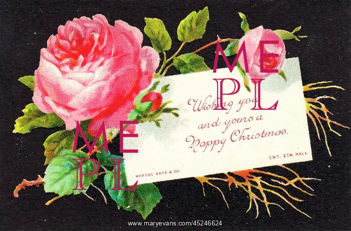 : Pink roses on a Christmas card
