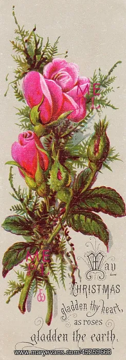 : Pink roses on a Christmas card : Pink roses on a Christmas card