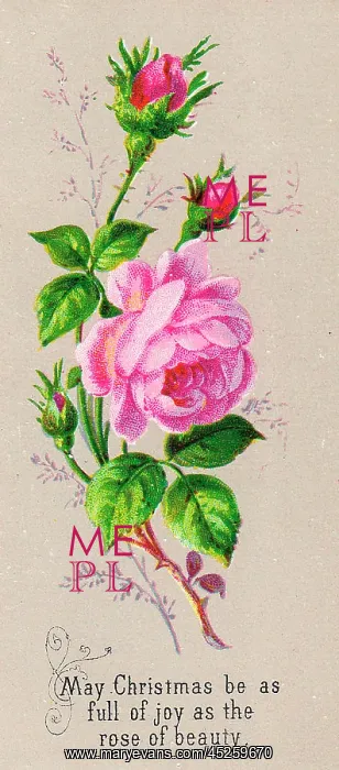 : Pink roses on a Christmas card : Pink roses on a Christmas card