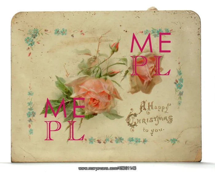 : Pink roses on a Christmas card : Pink roses on a Christmas card