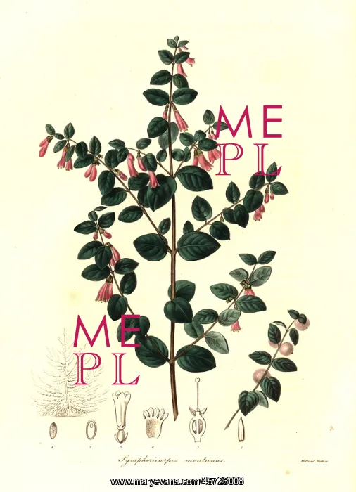 : Pink snowberry, Symphoricarpos microphyllus : Pink snowberry, Symphoricarpos microphyllus
