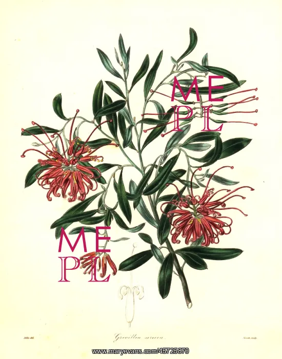 : Pink spider flower or silky grevillea, Grevillea sericea : Pink spider flower or silky grevillea, Grevillea sericea
