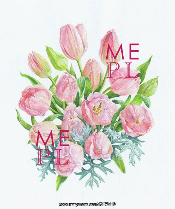  : Pink Tulips
