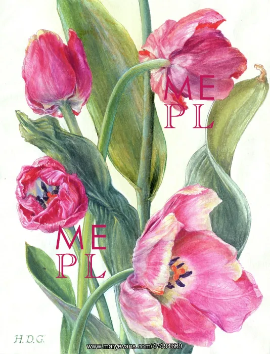  : Pink Tulips