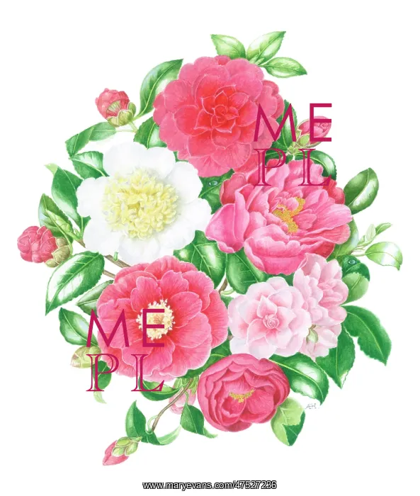  : Pink and White Camellias