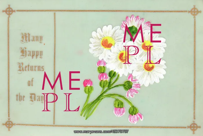 : Pink and white daisies on a birthday card : Pink and white daisies on a birthday card