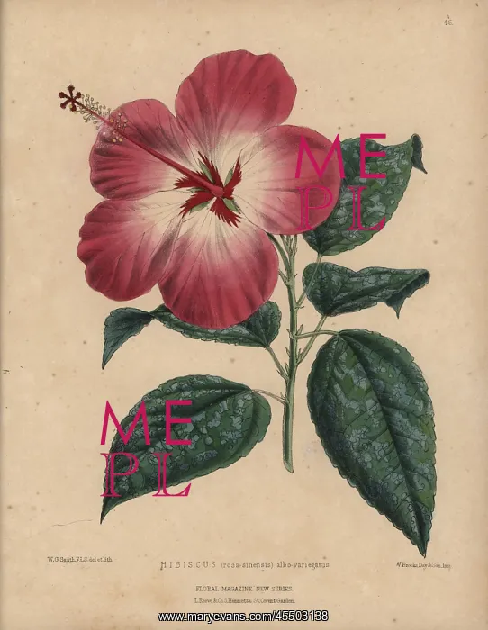 : Pink and white hibiscus with variegated leaves : Pink and white hibiscus with variegated leaves