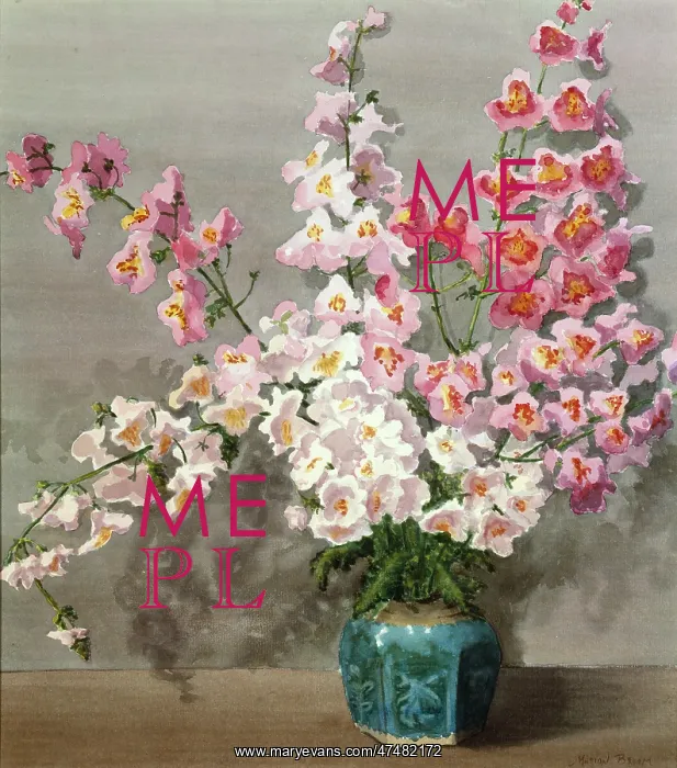 : Pink and White Lavatera in a Blue Pot : Pink and White Lavatera in a Blue Pot