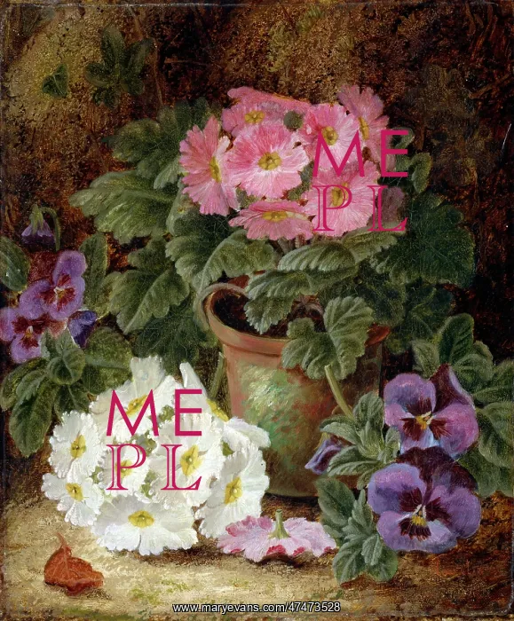  : Pink and White Primulas with Pansies