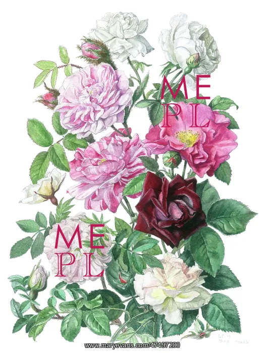  : Pink, white, red and peach roses