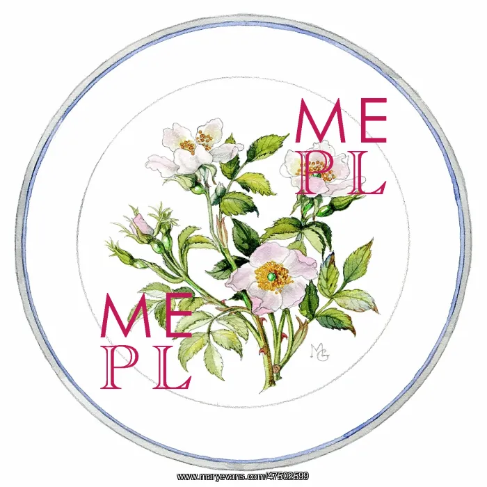  : Pink wild roses in a circular border