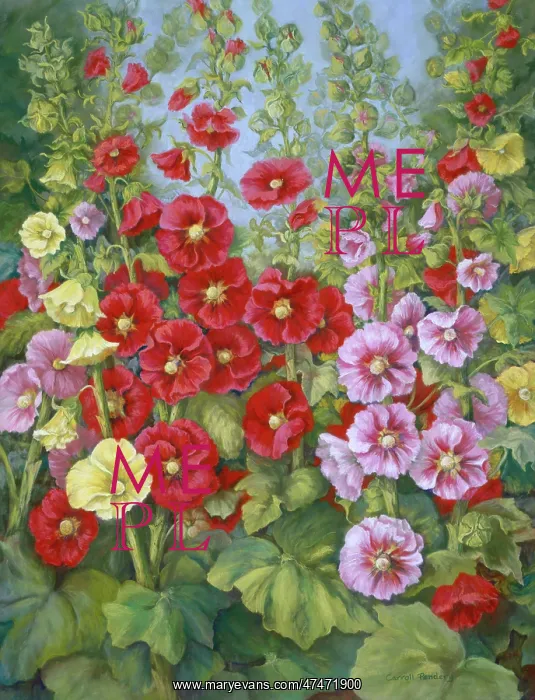 : Pink, Yellow and Red Hollyhocks : Pink, Yellow and Red Hollyhocks