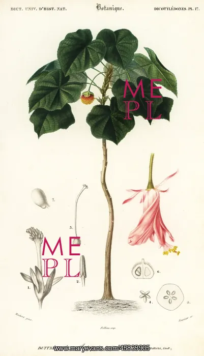 : Pinkball, Dombeya wallichii : Pinkball, Dombeya wallichii
