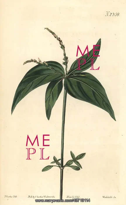 : Pinkroot or annual wormgrass, Spigelia anthelmia : Pinkroot or annual wormgrass, Spigelia anthelmia