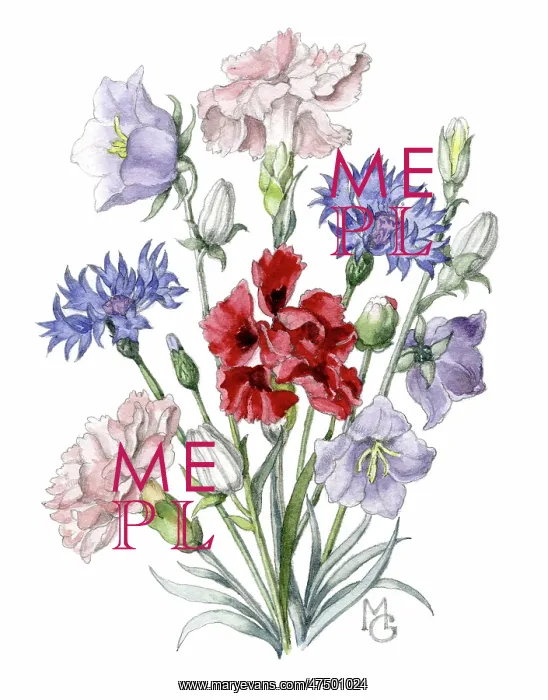: Pinks, cornflowers and campanulas : Pinks, cornflowers and campanulas