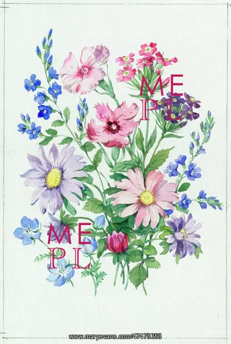  : Pinks, veronica, flax, asters etc