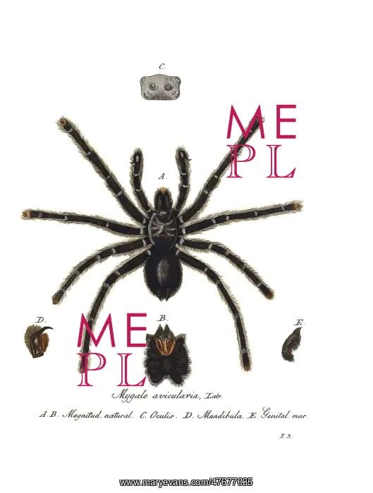 : Pinktoe Tarantula : Pinktoe Tarantula