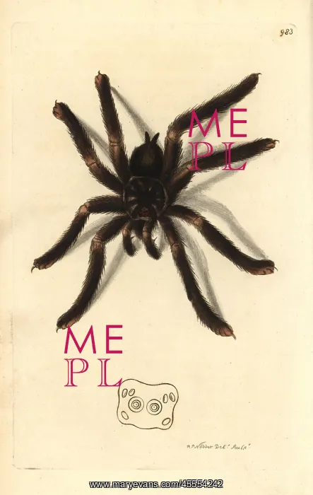 : Pinktoe tarantula, Avicularia metallica : Pinktoe tarantula, Avicularia metallica