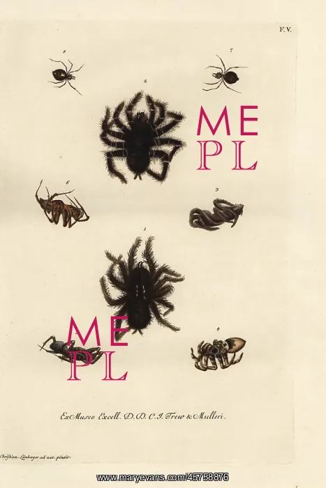 : Pinktoe tarantula, tarantula wolf spiders : Pinktoe tarantula, tarantula wolf spiders
