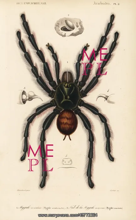 : Pinktoe tarantula and trapdoor spider nest : Pinktoe tarantula and trapdoor spider nest