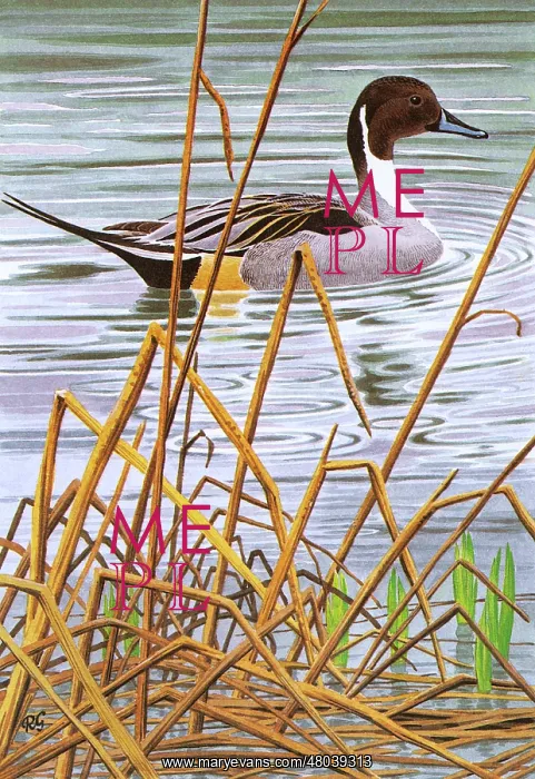 : Pintail. A Pintail swims a the edge of a reed bed : Pintail. A Pintail swims a the edge of a reed bed