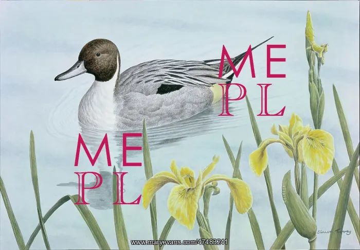  : Pintail Duck