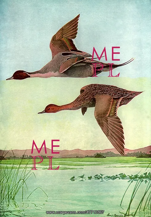  : Pintail in Flight