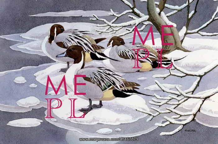  : Pintails ? three ducks in snow