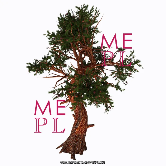 : Pinus aristata tree on white background : Pinus aristata tree on white background