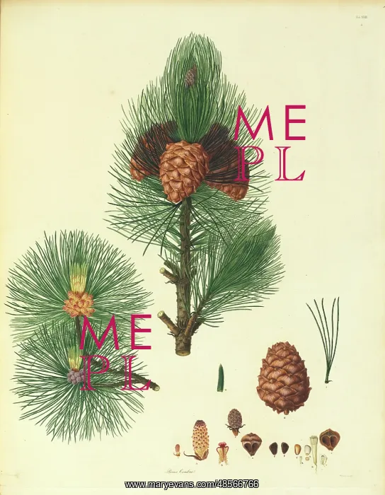 : Pinus cembra, Arolla pine : Pinus cembra, Arolla pine