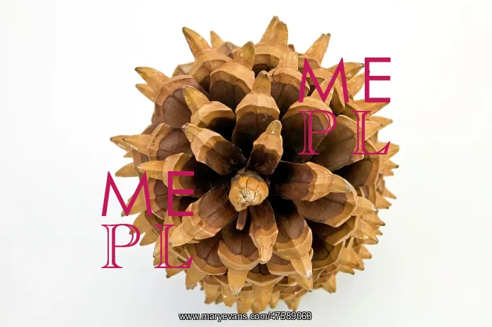 : Pinus coulteri, big-cone pine : Pinus coulteri, big-cone pine