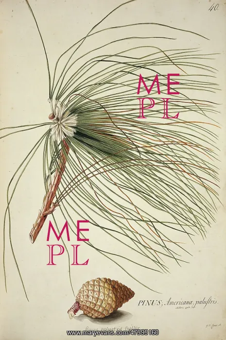 : Pinus palustris Miller, long-leaf pine : Pinus palustris Miller, long-leaf pine