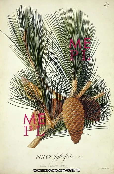 : Pinus pinaster Aiton, cluster pine : Pinus pinaster Aiton, cluster pine