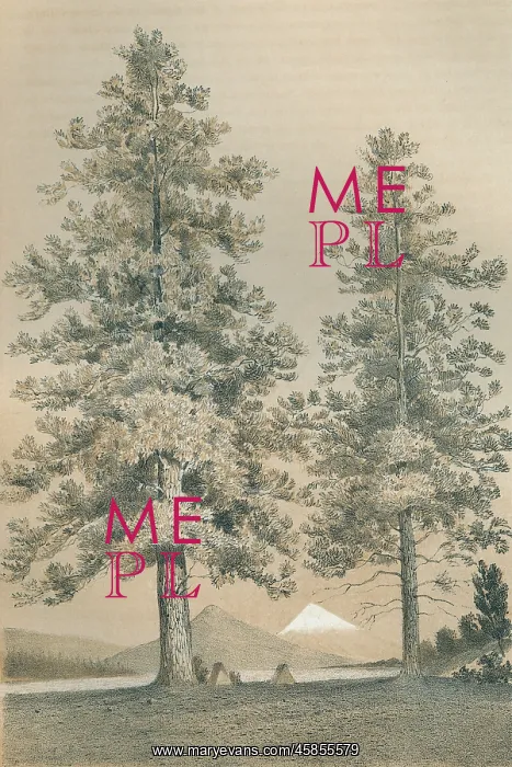 : PINUS PONDEROSA : PINUS PONDEROSA