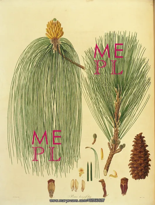 : Pinus roxsburghii, Chin pine : Pinus roxsburghii, Chin pine