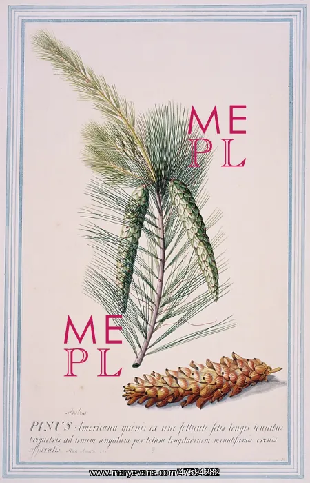 : Pinus strobus L. Weymouth pine : Pinus strobus L. Weymouth pine