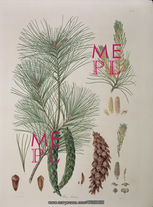 : Pinus strobus L. Weymouth or white pine : Pinus strobus L. Weymouth or white pine