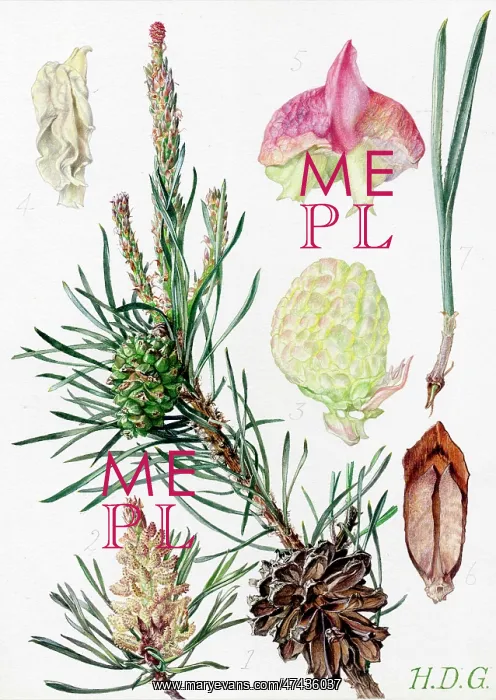  : Pinus sylvestris