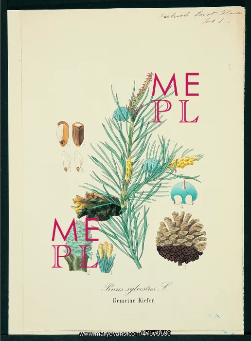 : Pinus sylvestris, scots pine : Pinus sylvestris, scots pine