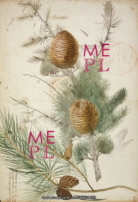 : Pinus sylvestris, Scots pine (bottom) & Cedrus libani, cedar : Pinus sylvestris, Scots pine (bottom) & Cedrus libani, cedar