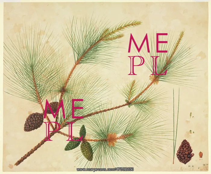  : Pinus wallichiana, pine tree