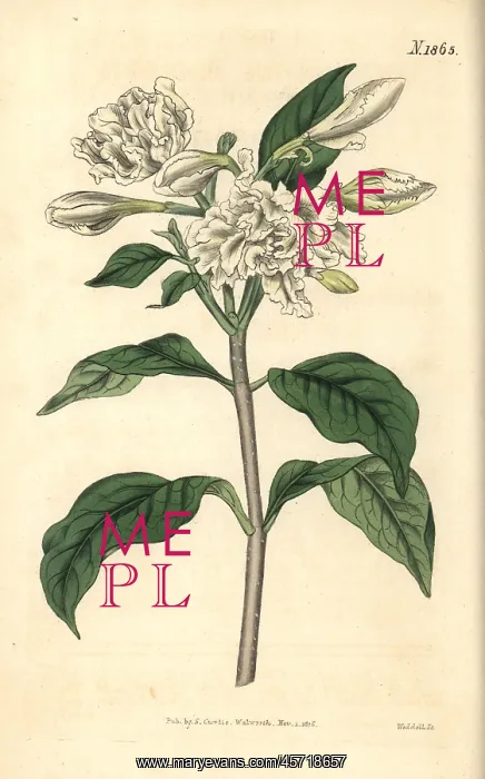 : Pinwheel flower, Tabernaemontana divaricata : Pinwheel flower, Tabernaemontana divaricata