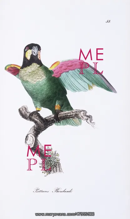 : Pionopsitta barrabandi, orange-cheeked parrot : Pionopsitta barrabandi, orange-cheeked parrot