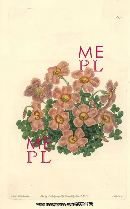 : Piotta's oxalis or woodsorrel, Oxalis piottae : Piotta's oxalis or woodsorrel, Oxalis piottae