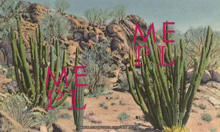  : Pipe Organ Cactus