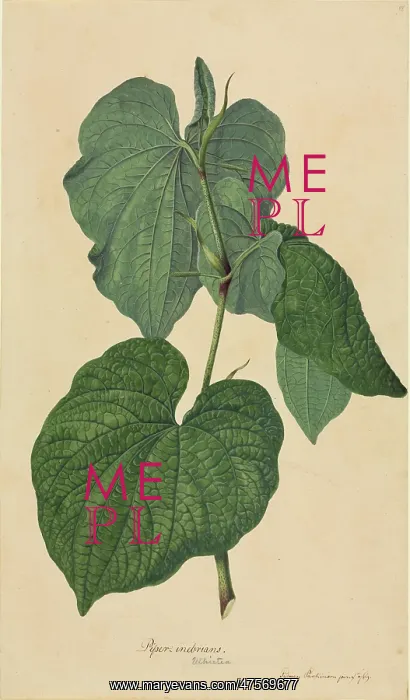: Piper methysticum, kava : Piper methysticum, kava