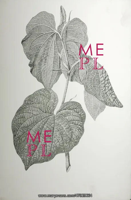 : Piper methysticum, kava : Piper methysticum, kava